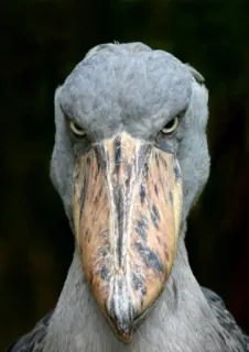 😡 Bico-de-sapato, Pássaro, Bravo, Animal, Vida selvagem telegram sticker