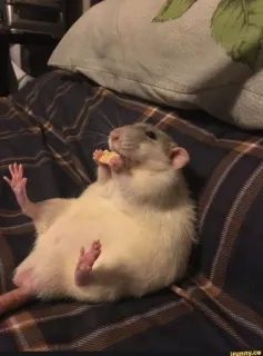 😆 rat, dier, knaagdier, schattig, grappig, eten, ontspannen telegram sticker