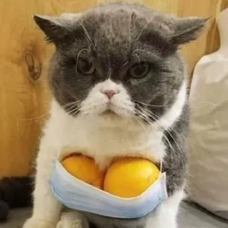 🪐 cat, mask, lemons, humor, pet telegram sticker
