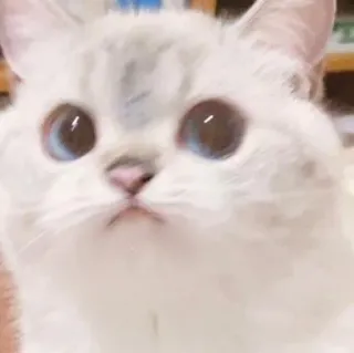 🐱 кот, милый, питомец, животное, белый кот, голубые глаза telegram sticker