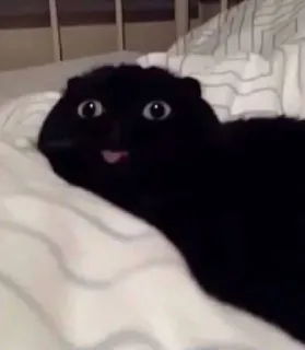 😛 kat, zwarte kat, huisdier, dier, grappig, meme, schattig telegram sticker