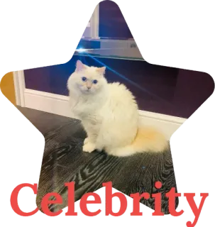 ⭐ Celebrity кот, звезда, животное, знаменитость, питомец, милый whatsapp sticker