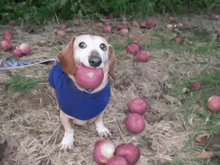 🌟 狗, 动物, 腊肠犬, 宠物, 苹果, 水果 telegram sticker