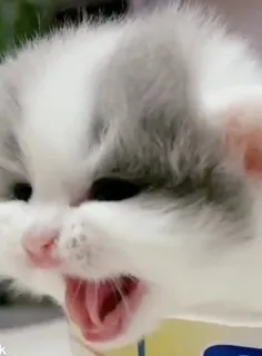 🤬 кот, котёнок, животное, милый, зевающий telegram sticker