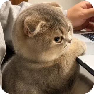 🫥 cat, scottish fold, laptop, working, annoyed, cute, funny, pet telegram sticker