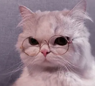 😂 chat, lunettes, animal de compagnie, animal, chat domestique, chat blanc telegram sticker