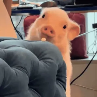 🐽 whatsapp sticker