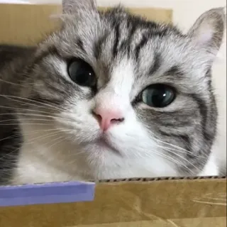😒 cat, pet, animal, cute, box, gray, white whatsapp sticker