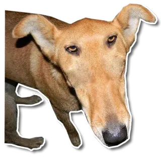 Упоротый пёс telegram stickers