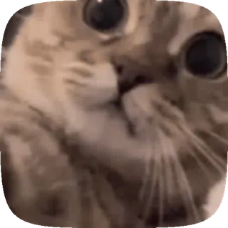 😳 kat, kitten, dier, schattig, huisdier, grappig telegram sticker
