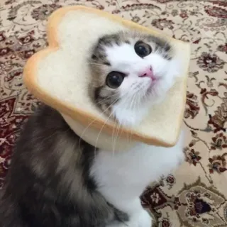 😺 gato, pão, fofo, animal, engraçado, kawaii, animal de estimação whatsapp sticker