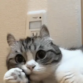 🧶 gato, animal, mascota, lindo, gato doméstico, gato atigrado gris whatsapp sticker