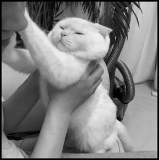 💮 gatto, gatto bianco, animale, animale domestico telegram sticker