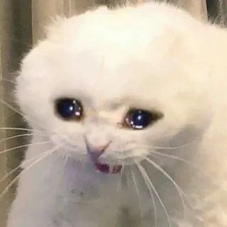 🥹 cat, sad, crying, meme, white cat, cute telegram sticker