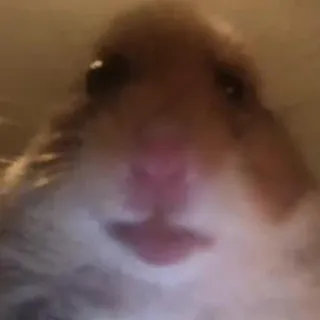 🙂 hamster, animal, roedor, fofo, animal de estimação telegram sticker