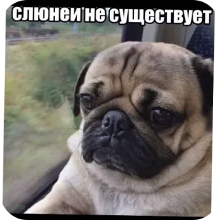 🐶 СЛЮНЕЙ НЕ СУЩЕСТВУЕТ telegram sticker