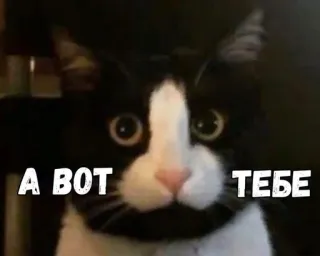 🤍 А ВОТ ТЕБЕ gato, meme, russo, gato de smoking telegram sticker