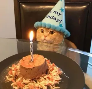 😸 happy is my birthday! kat, verjaardag, feestmuts, taart, feest, dier, kaars telegram sticker