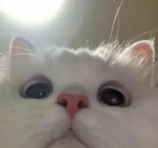 👀 고양이, 애완동물, 흰 고양이, 클로즈업, 동물, 폭신한, 반려동물 telegram sticker