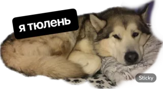 😵 Я тюлень dog, husky, pet, animal, sleeping, cute, russian, seal, я тюлень whatsapp sticker