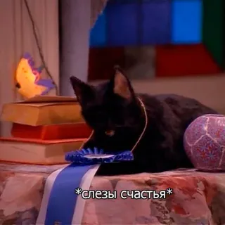 😅 *слезы счастья* cat, black cat, happy, joy, animal telegram sticker