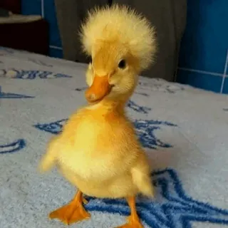 🐥 pato, pássaro, fofo, animal, amarelo telegram sticker