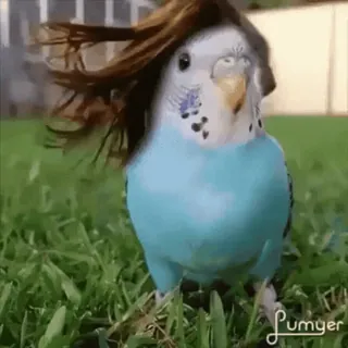 💇 鳥, インコ, 面白い, 髪, ウィッグ telegram sticker