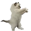 🐈