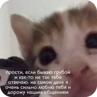 💔 прости, если бываю грубой
и как-то не так тебе
отвечаю. на самом деле я
очень сильно люблю тебя и
дорожу нашим общением cat, apology, love, kitten, pet telegram sticker