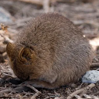 😔 Quokka, Zwierzę, Torbacz, Dzikie zwierzęta, Australia telegram sticker