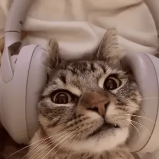 🎧 kat, koptelefoon, dier, huisdier, grappig, schattig telegram sticker