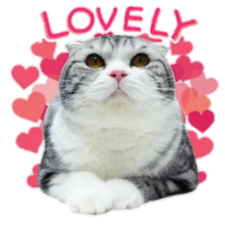 ❤️ LOVELY cat, cute, lovely, animal, hearts, pet telegram sticker