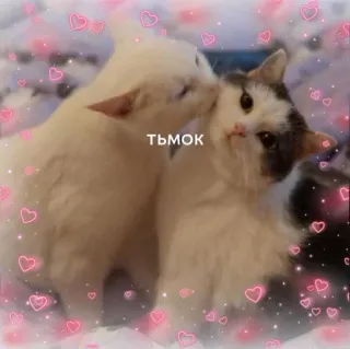 ❤️ ТЬМОК cat, love, cute, pet, animals, heart, adorable telegram sticker