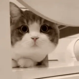 😳 gatto, carino, animale, gattino, animale domestico whatsapp sticker