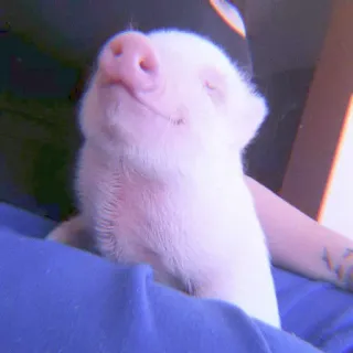 🐽 pig, cute, animal, piglet, pet telegram sticker