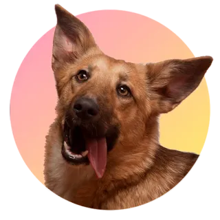 Подбери стикер здесь > @adoptapackbot telegram stickers