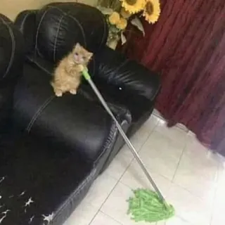 🐱 猫, 子猫, モップ, 掃除, 家具, 動物 telegram sticker