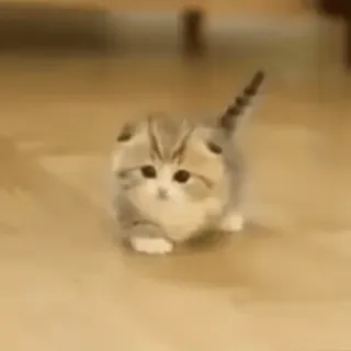 🚶‍♂ chat, chaton, mignon, Scottish Fold, animal, animal de compagnie, adorable whatsapp sticker