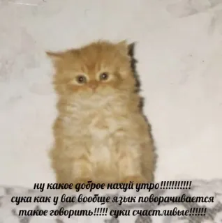🤍 ну какое доброе нахуй утро!!!!!!!!!!!
сука как у вас вообще язык поворачивается
такое говорить!!!!! суки счастливые!!!!!!! gatinho, gato, palavrões, ofensivo, animal, russo telegram sticker