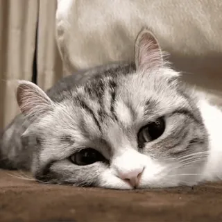 🙁 고양이, 동물, 애완동물, 가축, 고양이과, 포유류 whatsapp sticker