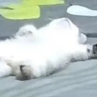 💓 gatto, animale domestico, animale, bianco, mammifero, domestico, soffice telegram sticker