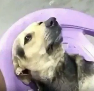 😪 perro, animal, animal doméstico, mascota, tumbado, silla telegram sticker