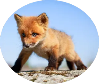 🐺 лиса, животное, природа, дикая природа, милый, дикое животное telegram sticker