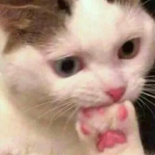 🪐 cat, cute, animal, pet, domestic, mammal, feline telegram sticker