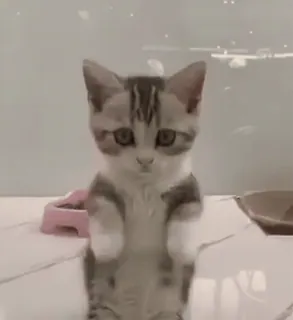 🥺 кот, котенок, милый, животное, домашнее животное, полосатый whatsapp sticker