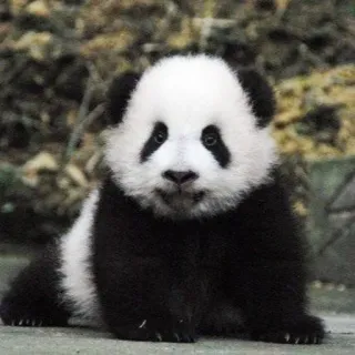 🐼 panda, animal, mignon, bébé panda, faune, mammifère whatsapp sticker