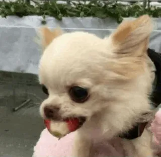 🐱 anjing, chihuahua, imut, binatang, hewan peliharaan, stroberi, makanan telegram sticker
