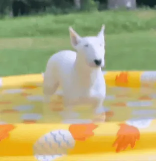 🐟 perro, bull terrier, piscina, verano, mascota, animal telegram sticker