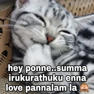 😂 hey ponne...summa irukurathuku enna love pannalam la gato, animal de estimação, fofo, meme, texto telegram sticker