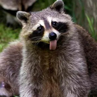 😜 енот, животное, млекопитающее, дикая природа, милый, язык, смешной, природа telegram sticker